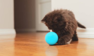 Küçük kedi yavrusu topla oynuyor. İskoç Katlaması.