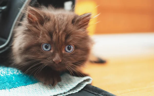 Küçük Sevimli Iki Aylık Kedi Yavrusu Skoç Katlaması — Stok fotoğraf