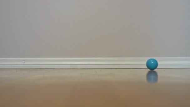 Kleines Kätzchen Spielt Mit Einem Ball Schottische Falte — Stockvideo