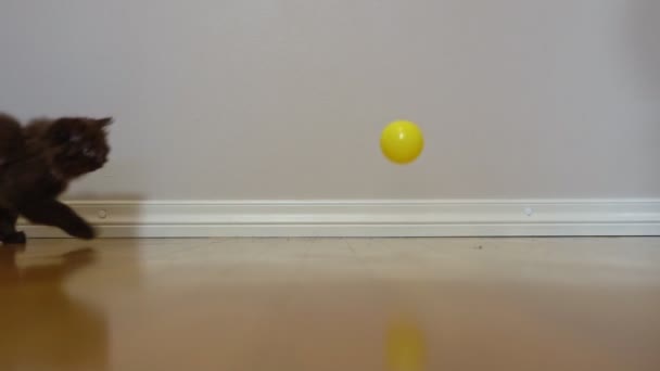 Kleines Kätzchen Spielt Mit Einem Ball Schottische Falte — Stockvideo