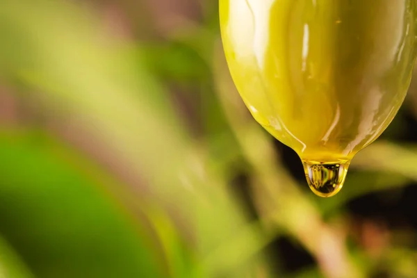Drop Olive Oil Drips Green Olive — Stock Photo, Image