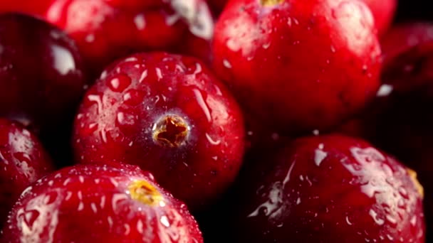 Μακροσκοπική Άποψη Των Νωπών Ώριμων Cranberries — Αρχείο Βίντεο