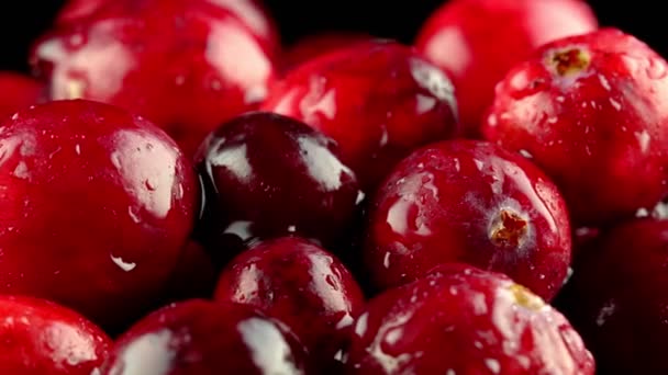 Μακροσκοπική Άποψη Των Νωπών Ώριμων Cranberries — Αρχείο Βίντεο