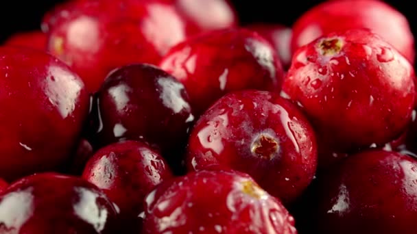 Μακροσκοπική Άποψη Των Νωπών Ώριμων Cranberries — Αρχείο Βίντεο