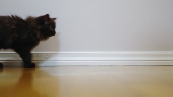 กแมวน อยเด นไปตาม บสกอตแลนด — วีดีโอสต็อก