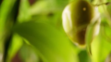 Bir damla zeytinyağı damlıyor taze yeşil zeytinlerden.