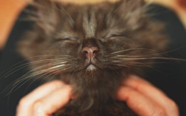 Küçük sevimli iki aylık kedi yavrusu. İskoç Katlaması.