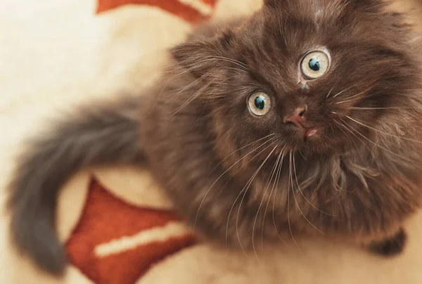 Een Schattig Poesje Van Twee Maanden Oud Schotse Vouw — Stockfoto