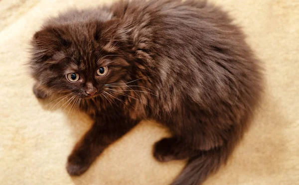 Little Cute Two Month Old Kitten Scottish Fold — Stock Photo, Image