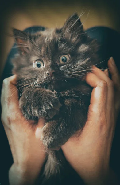 Piccolo Gattino Carino Due Mesi Piega Scozzese — Foto Stock