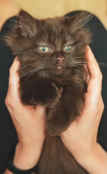 Küçük Sevimli Iki Aylık Kedi Yavrusu Skoç Katlaması — Stok fotoğraf