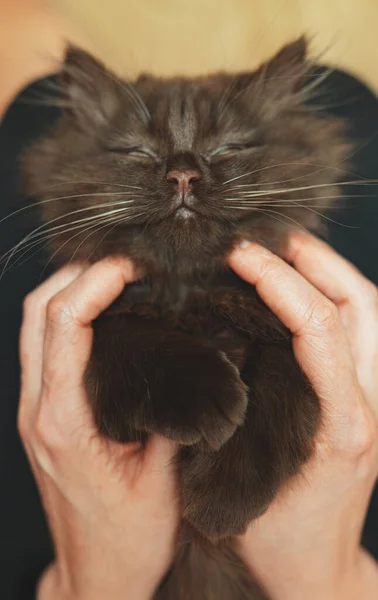 Küçük Sevimli Iki Aylık Kedi Yavrusu Skoç Katlaması — Stok fotoğraf