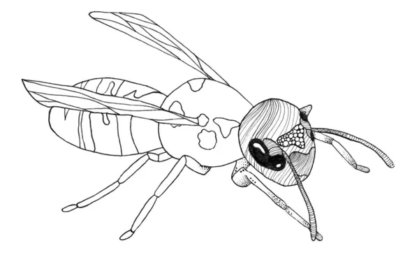 Een Wesp Getekend Met Een Grafische Pen Papier — Stockfoto