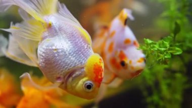 Akvaryumda bitkilerle birlikte akvaryum balığı. Carassius auratus.