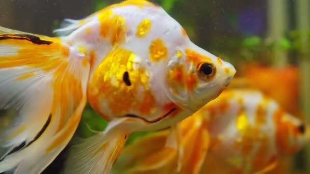 Goldfische Aquarium Mit Pflanzen Carassius Auratus — Stockvideo