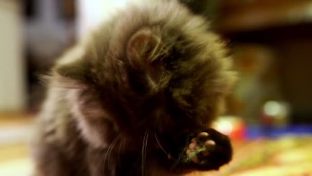 Kotě Myje Olizuje Scottish Fold — Stock video