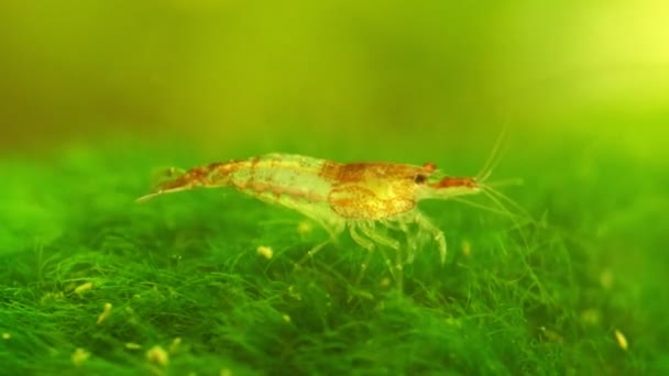 Креветки Прісноводному Акваріумі Neocaridina Davidi Або Rili Shrimp — стокове відео