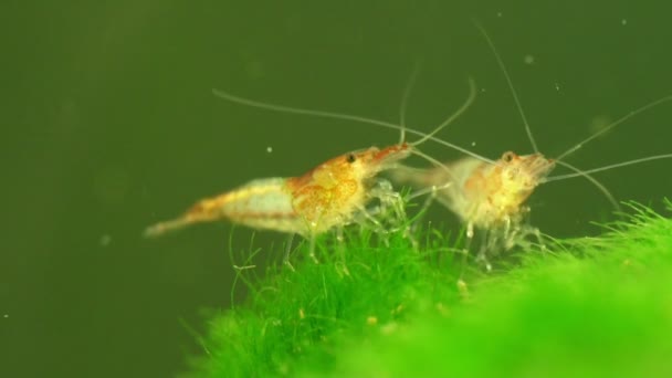 Camarones Acuario Agua Dulce Neocaridina Davidi Camarones Rili — Vídeos de Stock