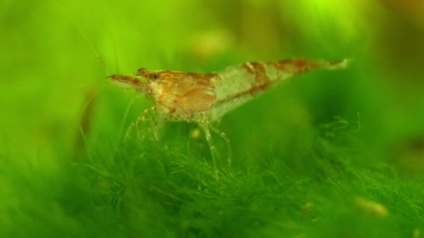 Garnalen Zoetwateraquarium Garnalen Van Soort Neocaridina Davidi Rili — Stockvideo