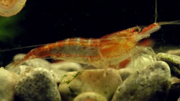 Garnalen Zoetwateraquarium Garnalen Van Soort Neocaridina Davidi Rili — Stockvideo