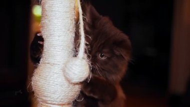 Küçük kedi yavrusu topla oynuyor. İskoç Katlaması.