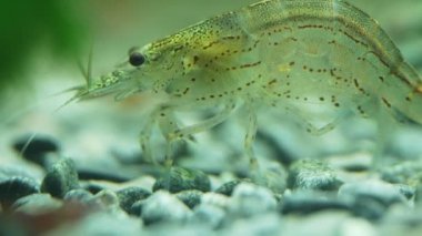 Tatlı Su Amano karidesi Macro shot 'ı. Caridina çoklu dentata.