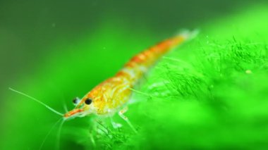 Tatlı su akvaryumunda karides. Neocaridina davidi veya Rili karidesi. 