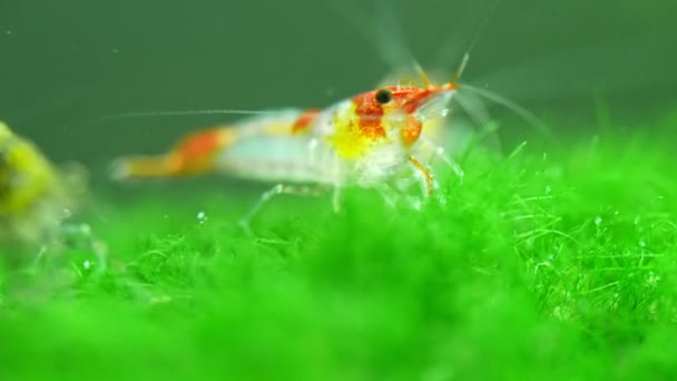 Shrimp Freshwater Aquarium Neocaridina Davidi Rili Shrimp — Stock Video