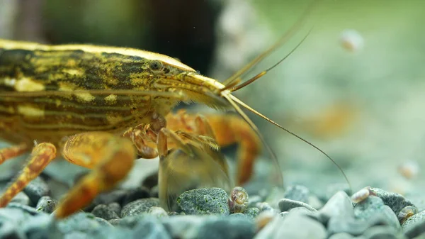 Makroaufnahme Von Süßwasser Bambusgarnelen Molukkenatyopsis — Stockfoto