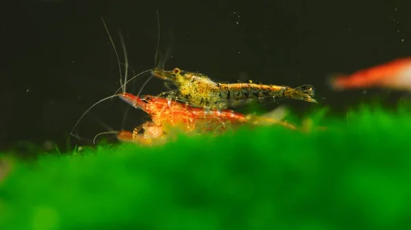 Garnelen Süßwasseraquarium Neocaridina Davidi Oder Rili Garnelen — Stockfoto