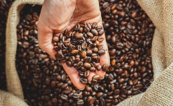 Woman Hand Holding Coffee Beans — Stock Photo, Image