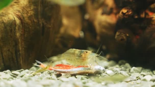 Amano Shrimps Eating Dead Neon Fish — Stock Video