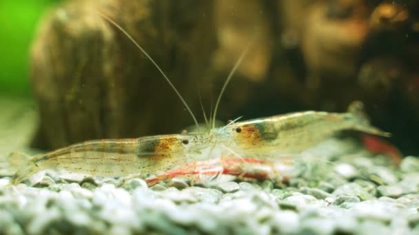 Amano Shrimps Eating Dead Neon Fish — Stock Video