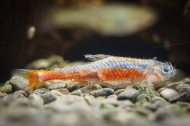 Akvaryumun dibinde ölü neon balığı..