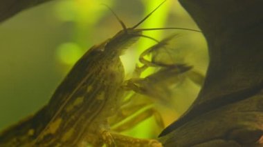 Tatlı Su Bambu Karidesi Macro shot 'ı. Atyopsis moluccensis.
