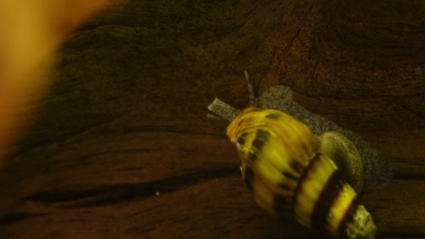 Macro Tiro Caracol Assassino Aquário Anentoma Helena — Vídeo de Stock