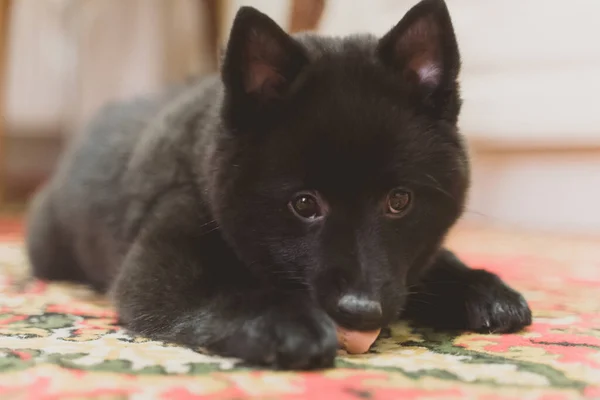 Young Schipperke puppy is eating a piece of sausage.