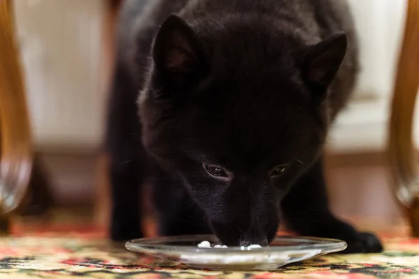 Young Schipperke puppy is eating cottage cheese.
