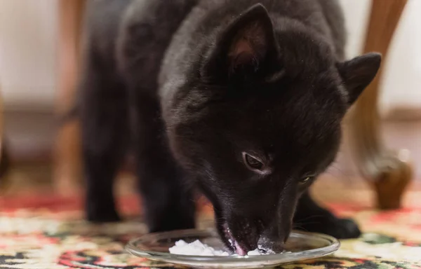 Young Schipperke puppy is eating cottage cheese.