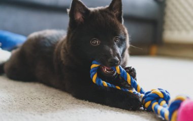 Genç Schipperke evde oynuyor..