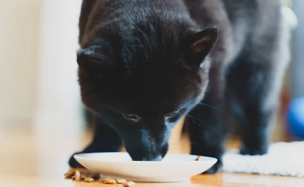 Young Schipperke puppy eating his food.