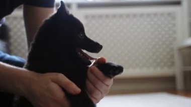 Adam Schipperke köpeğiyle oynuyor..