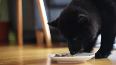 Genç Schipperke yemeğini yiyor..