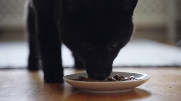 Unge Schipperke Valp Äter Sin Mat — Stockvideo