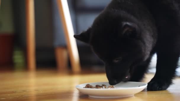 若いですSchipperke子犬彼の食べ物を食べる — ストック動画