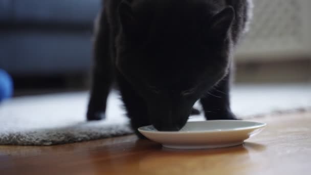 Young Schipperke Puppy Eating His Food — Stock Video