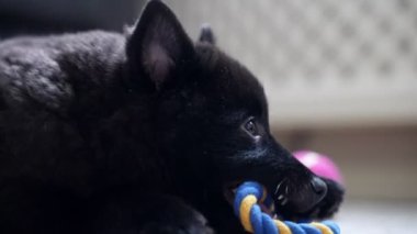 Genç Schipperke evde oynuyor..