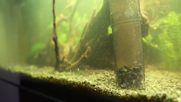 Einsatz Von Batteriebetriebenen Kiesreinigern Aquarium — Stockvideo