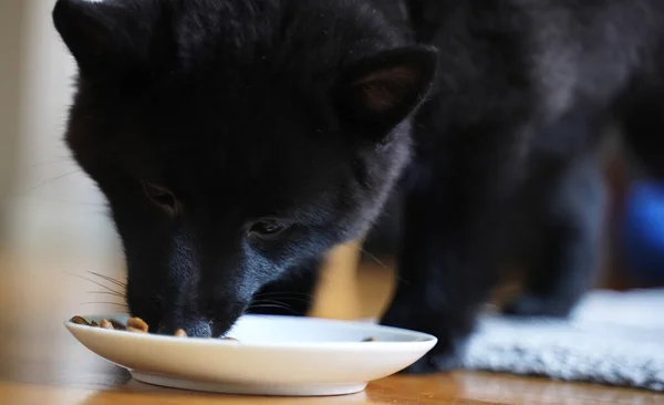 Young Schipperke puppy eating his food.
