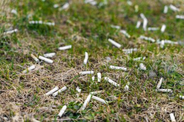 Çimlerin üzerinde bir sürü sigara izmariti var. Çevre kavramı.